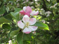Apple blossom in spring