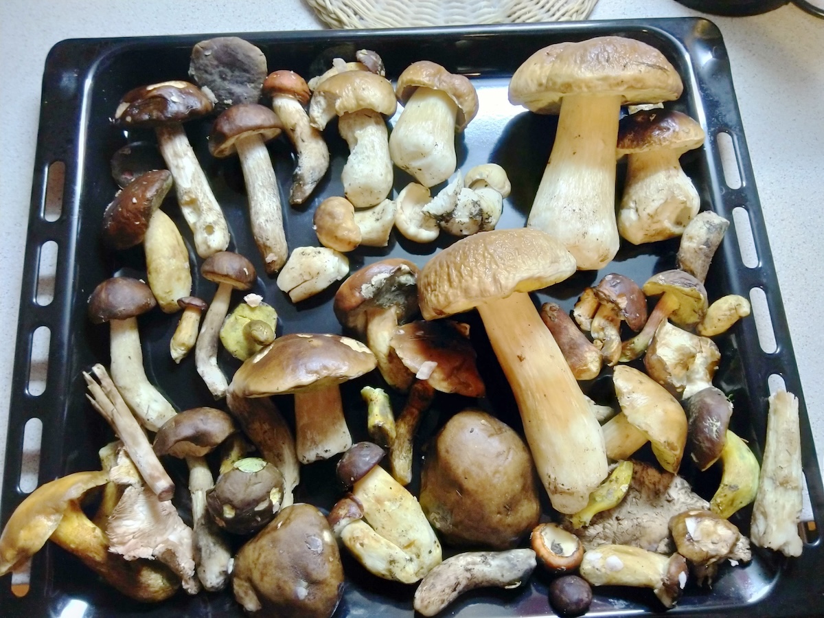 Wild Czech mushrooms on a baking pan Wild Czech mushrooms on a baking pan