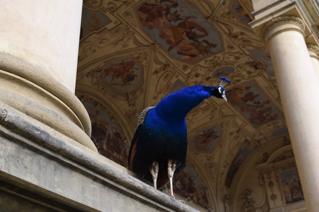 Peacock in Wallenstein Garden