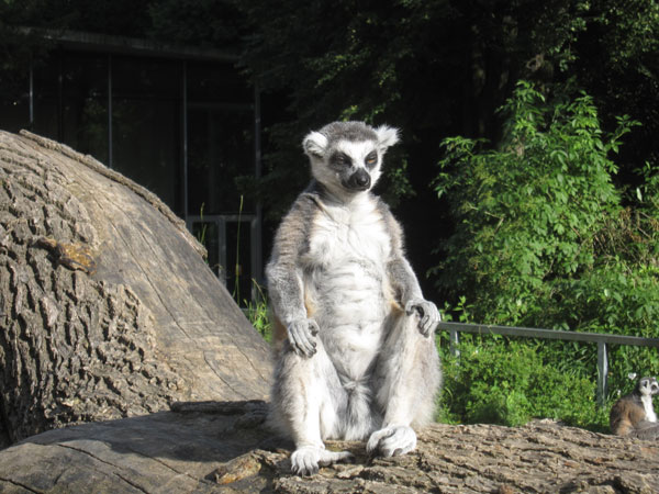 Sitting lemur