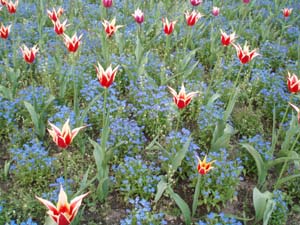 Flowers at Vojanovy Sady