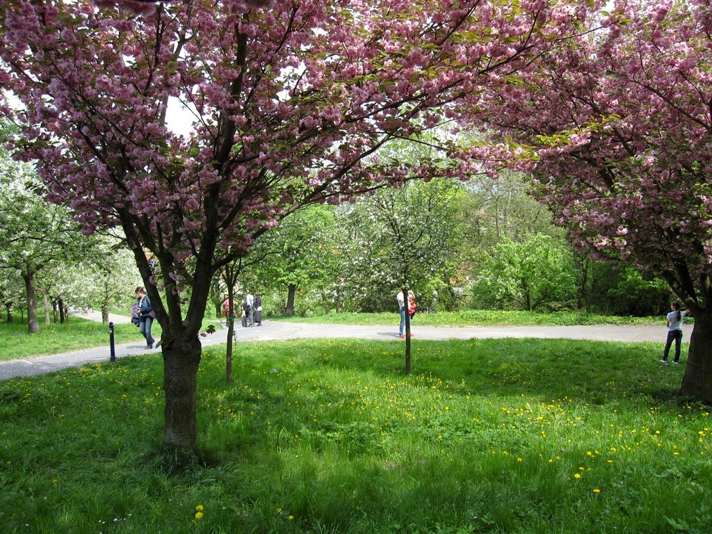 Cherry trees Petrin park