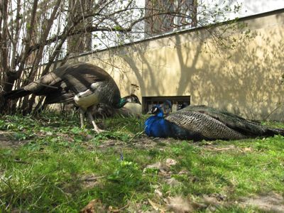 Peacocks at Vojanovy Sady